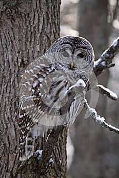 Barred Owl