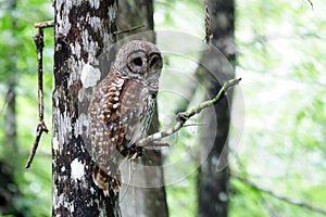 Barred Owl