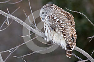 Barred Owl.