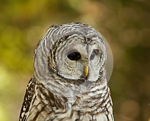 Barred Owl