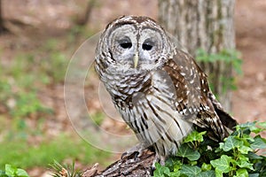 Barred Owl