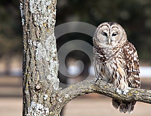 Barred Owl