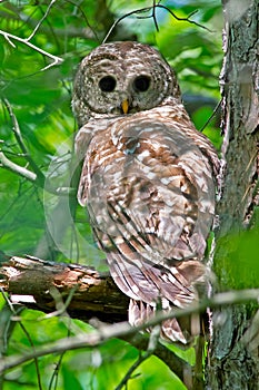 Barred Owl