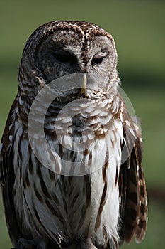 Barred Owl