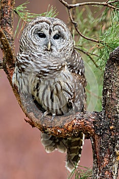 Barred Owl