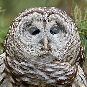 Barred Owl