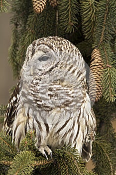 Barred Owl