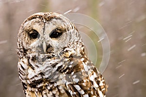 Barred Owl