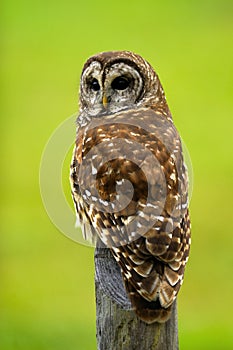 Barred Owl 3