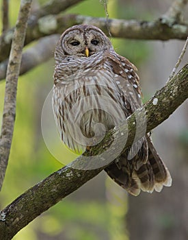 Barred Owl