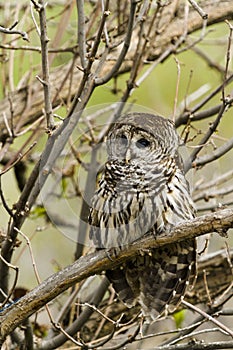 Barred Owl