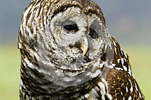 Barred Owl