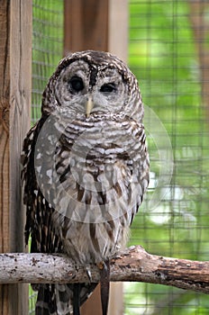 Barred Owl