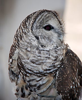 Barred Owl