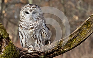 Barred Owl