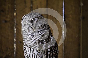 The Barred Owl