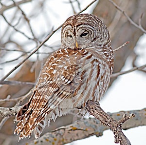 Barred Owl