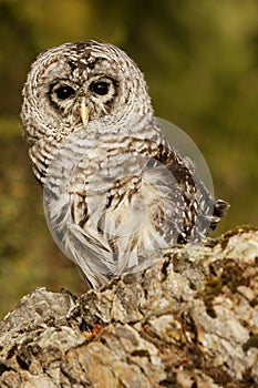 Barred Owl