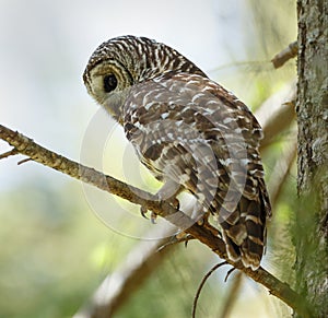 Barred owl