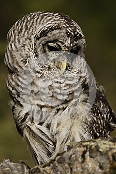 Barred Owl