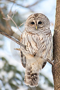 Barred owl