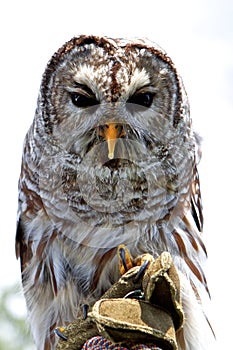 Barred Owl