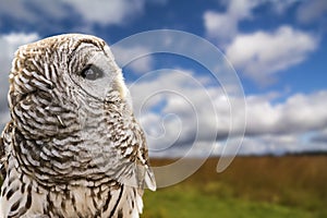 Barred Owl