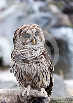 Barred Owl