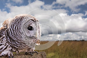 Barred Owl