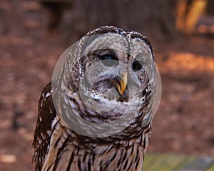 Barred Owl