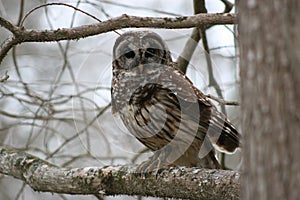 Barred Owl