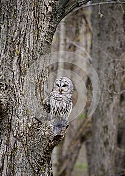 Barred Owl