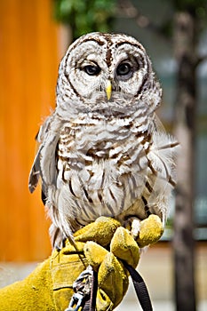 Barred Owl