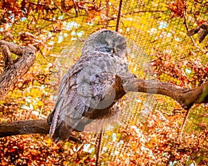 Barred Owl