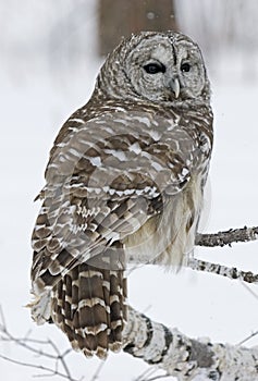 Barred owl