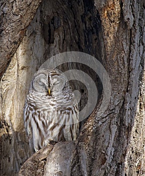 Barred owl