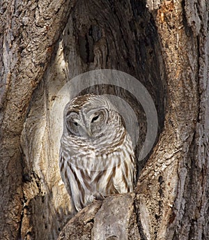 Barred Owl