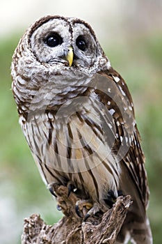 Barred Owl