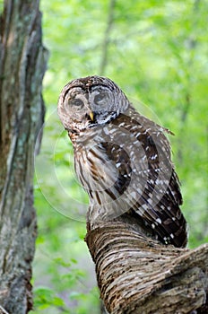 Barred Owl