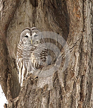 Barred Owl