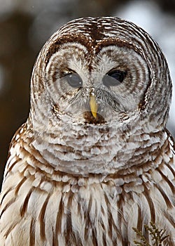 Barred owl