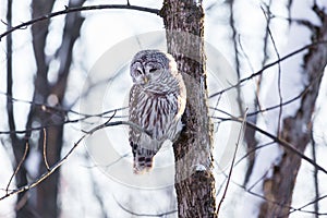 Barred Owl.