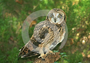 Barred Owl