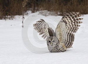 Barred Owl