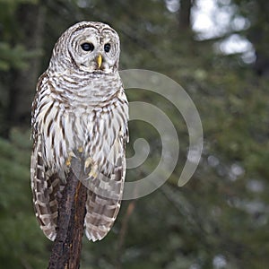 Barred owl