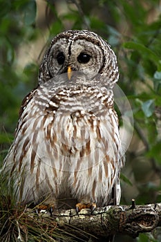 Barred Owl