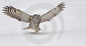 Barred owl