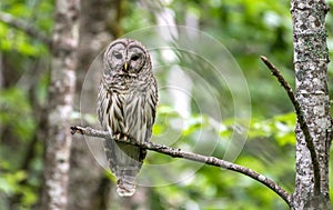 Barred Owl