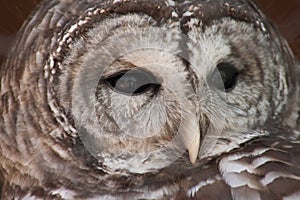 Barred Owl