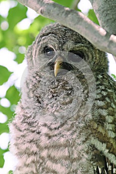 Barred Owl